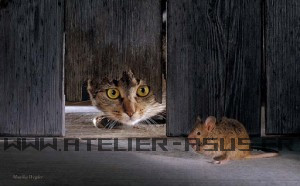 chat-qui-chasse-300x186.jpg