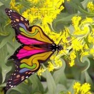 sylkor le téméraire