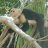 Maynat